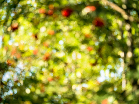 a blurred background image of the Park, trees with green leaves and red fruitsの写真素材