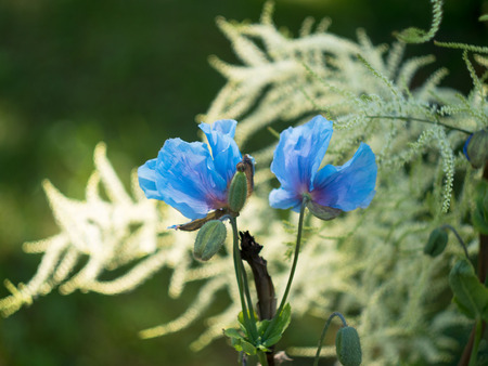 Blue flower of Meconopsis Bailey, Papaveraceae. Bud of papaver.の写真素材