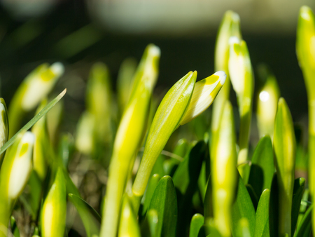 Snowdrop with blossom on sunlight, revival of spring flower with bud, the awakening of nature.の写真素材