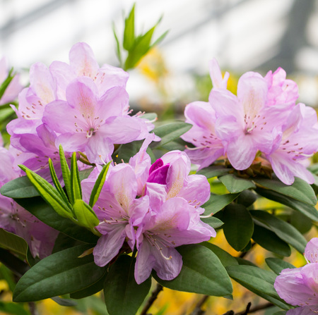 lush sprawling branch of rhododendron with rose lilac flowersの写真素材