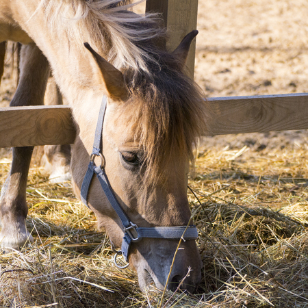 horse in the paddock  bent and eating dry grassの写真素材