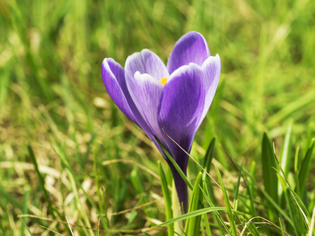 Tender beautiful flower in summer sun, blossom of purple Crocus on fresh grass.の写真素材