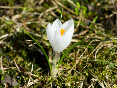 White Crocus with orange core. Beautiful flower in the beginning of summerの写真素材