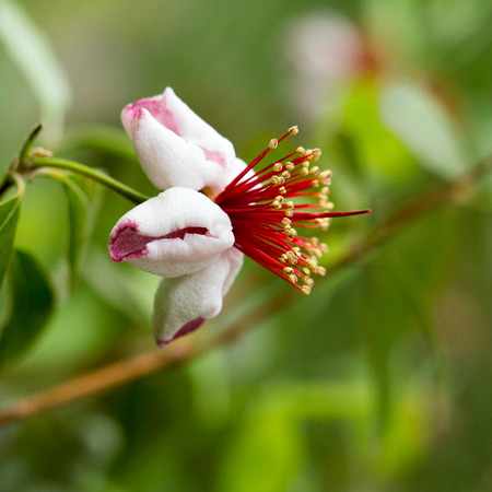 Close-up Subtropical flowerの写真素材