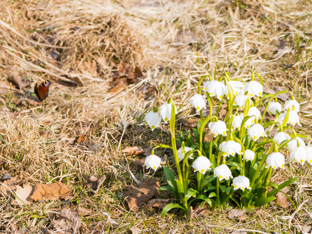 Snowdrop with  butterfly on sunlight, revival of spring flower, Background with copy space.の写真素材
