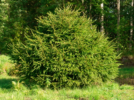 single green  coniferous tree in forestの写真素材