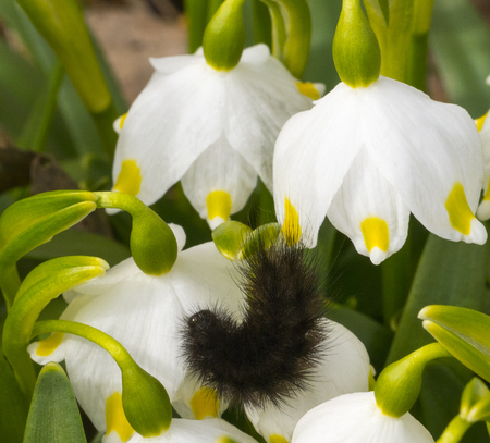 black hairy caterpillar bent on a snowdrop in the gardenの写真素材