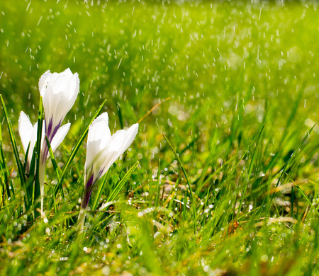 Crocus flowers on meadow in the sunshine in the rainの写真素材