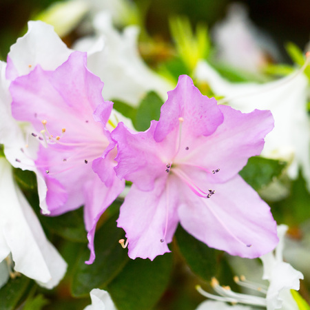 two delicate lilac flower-Bud of rhododendron, bloom on a branch on a background of white flowersの写真素材
