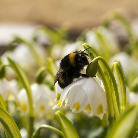 macro shot of Bumble bee crawling on a flower in the gardenの写真素材