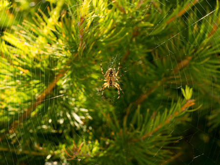 Spider on spider web in forestの写真素材