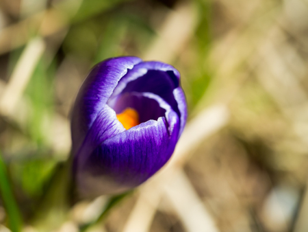 Blurred closeup purple bud of flower with blossom on sunlight, revival of spring flower with bud, the awakening of nature.の写真素材