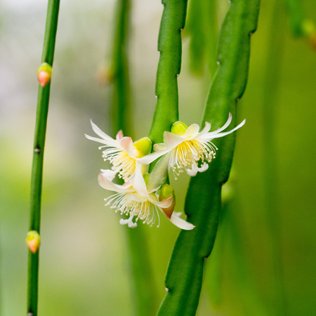 white flowers of the cactus with hanging branchesの写真素材