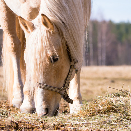 Female horse eating dry hay on the field in sunlightの写真素材