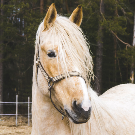 Portrait of beautiful horse near forestの写真素材