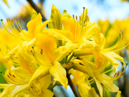 Yellow bright flowers of a rhododendron on a branch, bud of Azalea on blue backgroundの写真素材