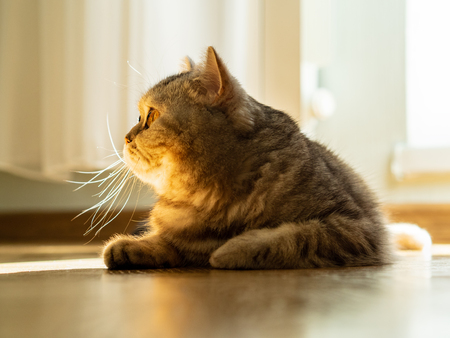 cat is lying on the floor, gaze is directed to the side, a beam of sunlight from the window, contour...