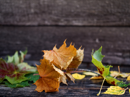 Autumn background with dry leaves, rain drops on dark brown bench. Copy space, side viewの写真素材