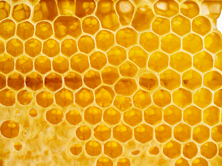 The honey in honeycomb, close-up, macro, top viewの写真素材