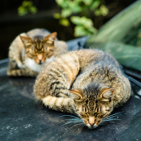 two beautiful homeless cats lie and sleep in a dirty car with traces of their paws.の写真素材