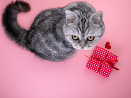 cat sitting next to the gift with heart and looking up at the camera, pink background, empty space for text.の写真素材