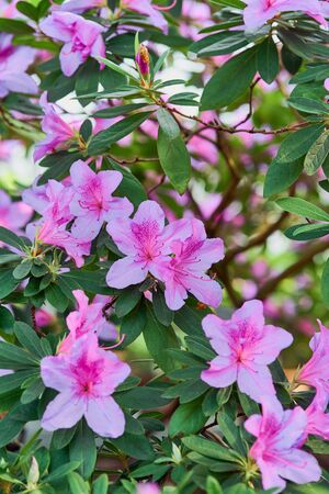 Flowers bloom azaleas, pink rhododendron buds on green backgroundの写真素材