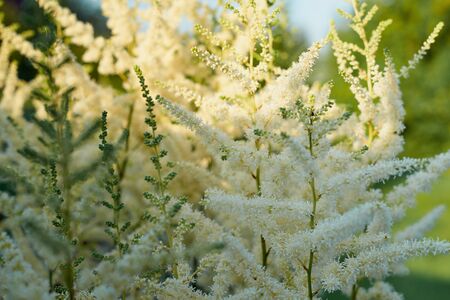 Beautiful Bush of flowers Astilbe with a fluffy white panicles, close upの写真素材