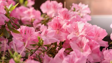Flowers bloom azaleas, pink rhododendron buds on green background, long bannerの写真素材