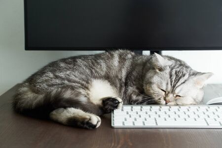 Keep calm and stay home concept. Fluffy cat sleeps on desktop next to computer. Calmness, equanimity, comfortable sweet cozy homeの写真素材