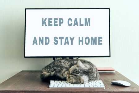 Keep calm and stay home concept. Fluffy cat sleeps on desktop next to computer. Calmness, equanimity, comfortable sweet cozy homeの写真素材