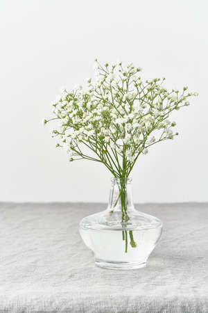 Gypsophila flowers in glass vase. Soft light, Scandinavian minimalismの写真素材