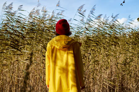 Back view of woman in bright yellow raincoat and red hat looks at reeds, unity with nature. Cold autumn day, sunshine on bay, one with natureの写真素材