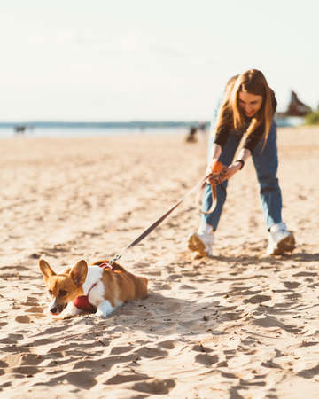 Beautiful young woman holding Corgi puppy dog pulling leash. Female walking with dog on Sunny day on ocean coastline. Active lifestyle, pet careの写真素材