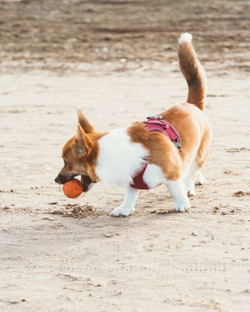 Beautiful dog on sandy beach. Corgi puppy walks in nature in summer in sunshine near coastlineの写真素材