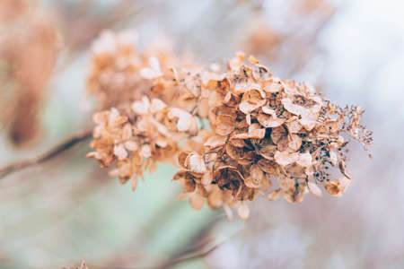 Floral photo with little dried flowers of on light dry brown background, winter backdrop, close up, defocused, soft focus on foreground,の写真素材
