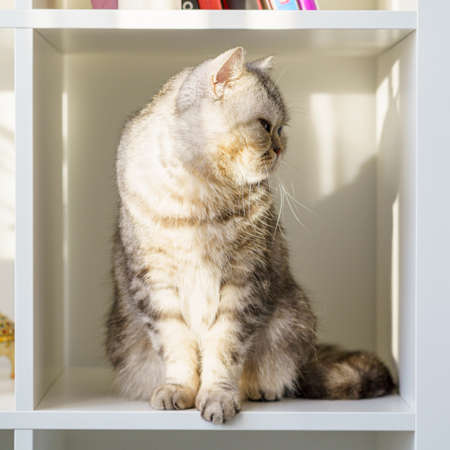 Scottish Straight tabby cat with big eyes sitting on shelf, cat is in closed confined space, a large box or box. Beautiful fluffy pet on a white background in room of house.の写真素材
