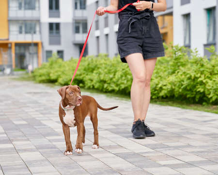 Emotional support brown americal pitbull terrier on red leash walking down street with anonymous female pet owner in casual black clothes. and looking away. Docile animal companion. Petrenthoodの写真素材
