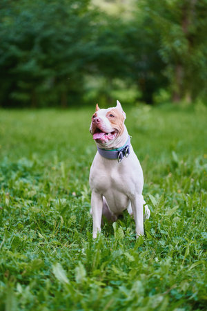 Vertical portrait of american pitbull terrier dog with leash sitting on grass in park and looking around with open mouth and tongue out. Happy and cheerful puppy on walk on summer day. Obedient petの写真素材