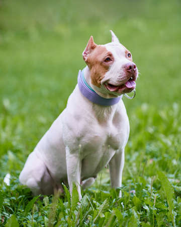 Vertical portrait of white and brown american pitbull terrier dog sitting on grass in park and looking away from camera with open mouth and tongue out. Happy and cheerful puppy on walk on summer dayの写真素材