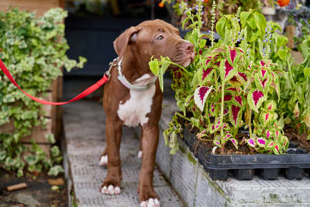 Brown young american pitbull terrier dog on leash sniffing flowers in blooming plot. Walking in company of adorable and funny puppy in garden. Concept of pet therapy or dog rental in quarantineの写真素材