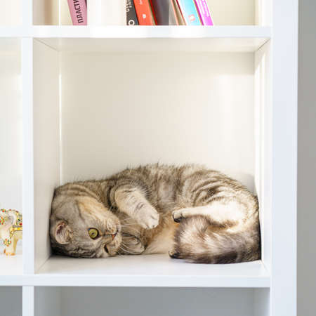 Scottish Straight tabby cat with big eyes is lying on shelf, cat is in closed confined space, a large box or box. Beautiful fluffy pet on a white background in room of house.の写真素材