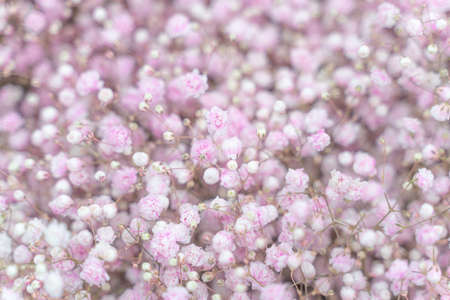 Baby breath vibtrant flowers in pastel color variations from pink to white, soft dreamy feelingの写真素材