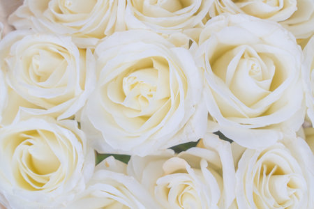 Closeup of roses bouquet. Pastel white flowers. Beauty bloom and blossomの写真素材
