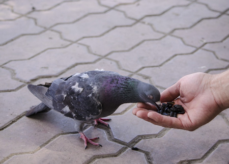 Pigeon eats with his handの写真素材