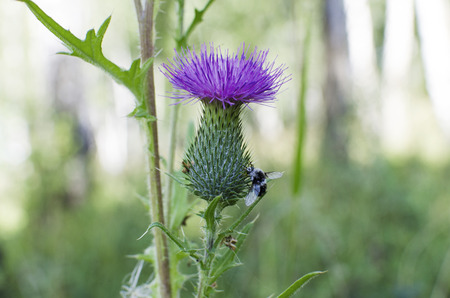 Thistle herb, medicine, medical applicationの写真素材