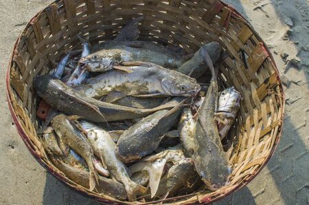 fish in a basket