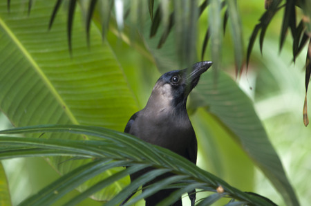 raven black bird among leaves,の写真素材