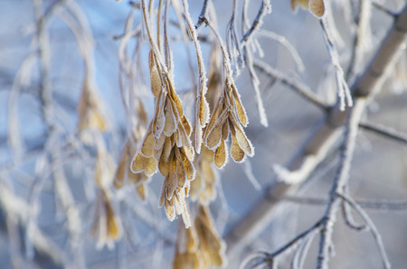 birch branches in hoarfrost and snowflakesの写真素材
