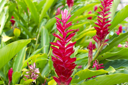 red flower of Guam, tropical plants, tropicsの写真素材