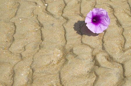 texture and background sea sand with drawing and with a flowerの写真素材